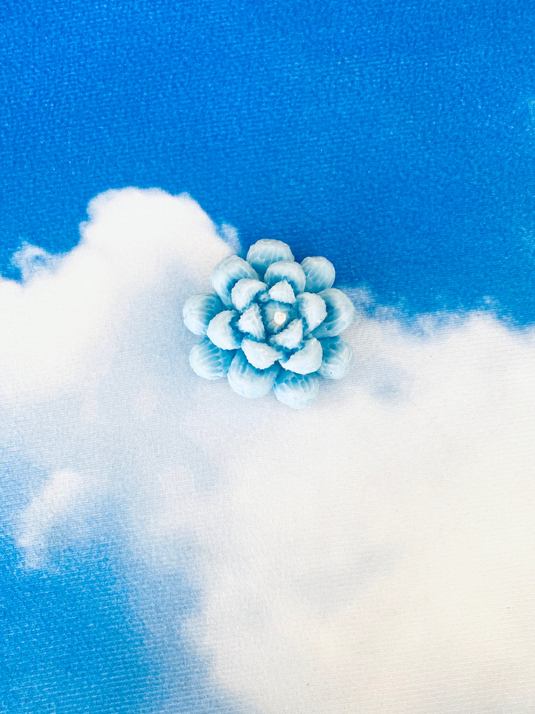 BLUE SUCCULENT